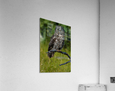 Great Gray Owl Acrylic Print