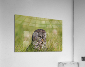 Great Gray Owl Acrylic Print