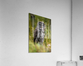 Great Gray Owl Acrylic Print