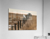 Snowy Owl Acrylic Print