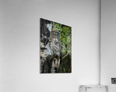 Great Gray Owl Acrylic Print
