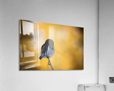 Northern Pygmy Owl Acrylic Print