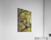 Northern Pygmy Owl Acrylic Print