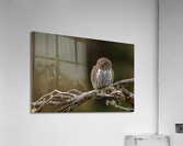 Northern Pygmy Owl Acrylic Print