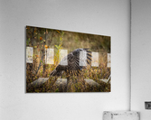 Great Gray Owl Acrylic Print