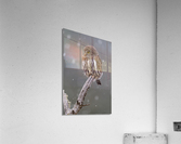 Northern Pygmy Owl Acrylic Print