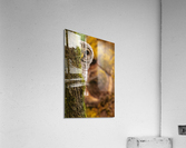 Barred Owlet Acrylic Print