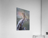 Northern Pygmy Owl Acrylic Print