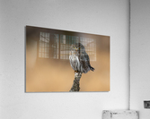 Northern Pygmy Owl Acrylic Print