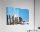 Snowy Owl Acrylic Print