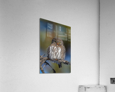 Northern Pygmy Owl Acrylic Print