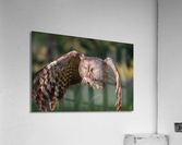 Great Gray Owl Acrylic Print