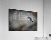 Northern Pygmy Owl Acrylic Print