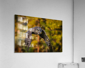 Great Gray Owl Acrylic Print