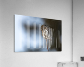 Northern Pygmy Owl Acrylic Print
