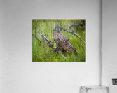 Great Gray Owl Acrylic Print