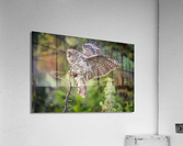 Great Gray Owl Acrylic Print