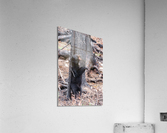 Black Bear Acrylic Print