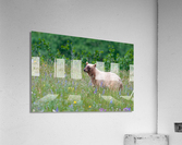 Black Bear Acrylic Print