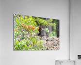 Black Bear Cub Acrylic Print