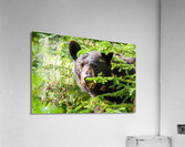 Black Bear Acrylic Print