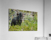 Black Bear Cub Acrylic Print