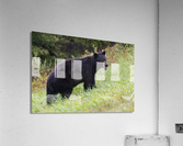 Black Bear Acrylic Print