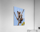 Black Bear Cub Acrylic Print