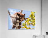 Black Bear Cub Acrylic Print