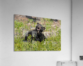 Black Bear Cubs Acrylic Print
