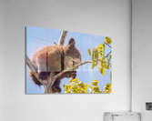 Black Bear Cub Acrylic Print