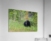 Black Bear Acrylic Print