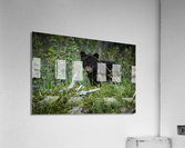 Black Bear Cub Acrylic Print