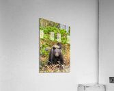 Black Bear Acrylic Print