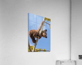 Black Bear Cub Acrylic Print
