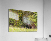 Black Bear Acrylic Print