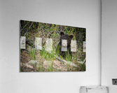 Black Bear Cub Acrylic Print