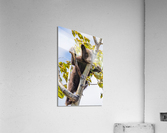 Black Bear Cub Acrylic Print