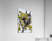 Black Bear Cub Acrylic Print