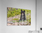 Black Bear Cub Acrylic Print