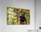 Black Bear Acrylic Print