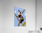 Black Bear Cub Acrylic Print