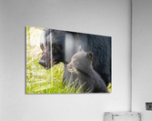 Black Bear Sow with Cub Acrylic Print