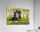 Black Bear Cub Acrylic Print