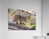 Black Bear Cub Acrylic Print