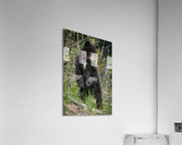 Black Bear Cub Acrylic Print