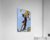 Black Bear Cubs Acrylic Print