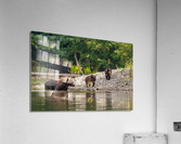 Grizzly Sow with Cubs Acrylic Print