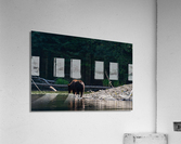 Grizzly Sow Acrylic Print