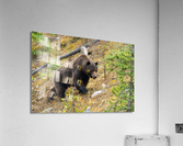 Grizzly Boar Acrylic Print